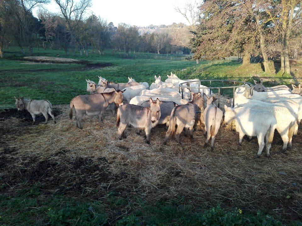 Serranello Azienda Agricola Appartement Bono  Buitenkant foto